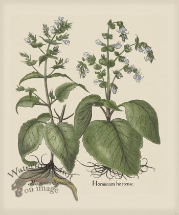 Besler 239 Colored  B2